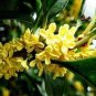 Fragrant Osmanthus Seeds Sweet Olive Tree 20 PCS Seeds