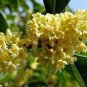 Fragrant Osmanthus Seeds Sweet Olive Tree 20 PCS Seeds