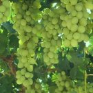 Fragrant Sweet Green Grape Organic 10 PCS Seeds