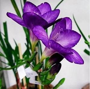 Freesia 100 PCS Seeds