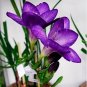 Freesia 100 PCS Seeds