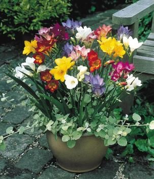 Freesia Bonsai Garden Freesia Bulbs Flower Bonsai Flower 200 PCS Seeds