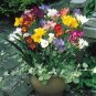 Freesia Bonsai Garden Freesia Bulbs Flower Bonsai Flower 200 PCS Seeds