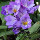 Freesia Flower Purple Flowers 20 PCS Seeds
