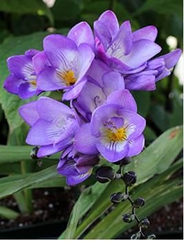 Freesia Flower Purple Flowers 20 PCS Seeds