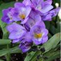 Freesia Flower Purple Flowers 20 PCS Seeds