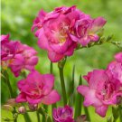 Freesia Flower Rose Pink Flowers 20 PCS Seeds