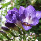 Freesia Flower Rose Purple Flowers 100 PCS Seeds