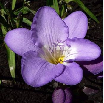 Freesia Flower Seeds Purple Flowers 20 PCS Seeds