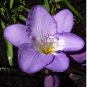 Freesia Flower Seeds Purple Flowers 20 PCS Seeds