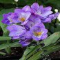 Freesia Flower Seeds Purple Flowers 20 PCS Seeds
