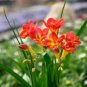 Freesia Plant Flowers Orchid Freesia Flower Plants 100 PCS Seeds