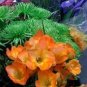 Freesia Plant Flowers Orchid Freesia Flower Plants 100 PCS Seeds