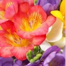 Freesias Bonsai Gorgeous Colorful & Fragrant Plants Cut Orchid 100 PCS Seeds