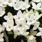 French Bouvardia Longiflora Flower Shrub Bush Plant 50 PCS Seeds