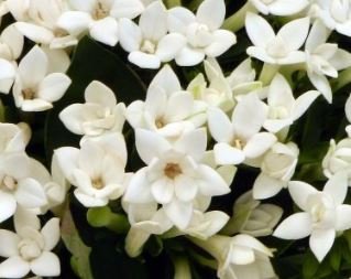 French Bouvardia Longiflora Flower Shrub Bush Plant 50 PCS Seeds