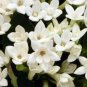 French Bouvardia Longiflora Flower Shrub Bush Plant 50 PCS Seeds