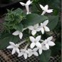 French Bouvardia Longiflora Flower Shrub Bush Plant 50 PCS Seeds