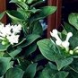 French Bouvardia Longiflora Flower Shrub Bush Plant 50 PCS Seeds