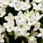French Bouvardia Longiflora Flower Shrub Bush Plant 50 PCS Seeds