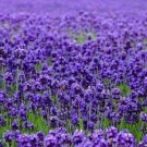 French Provence Lavender 200 PCS Seeds