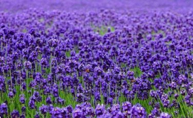 French Provence Lavender 200 PCS Seeds