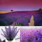 French Provence Lavender Bonsai Purple Flower 100 PCS Seeds