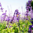 French Provence Lavender Bonsai Very Fragrant Organic Lavender Plant 100 PCS Seeds