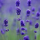 French Provence Lavender Plant Beautiful Flower Plant 100 PCS Seeds