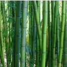 Fresh Black Bamboo 20 PCS Seeds