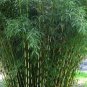 Fresh Black Bamboo 20 PCS Seeds
