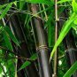Fresh Black Bamboo 20 PCS Seeds