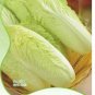 Fresh Chinese Baby Cabbage Vegetable 30 PCS Seeds