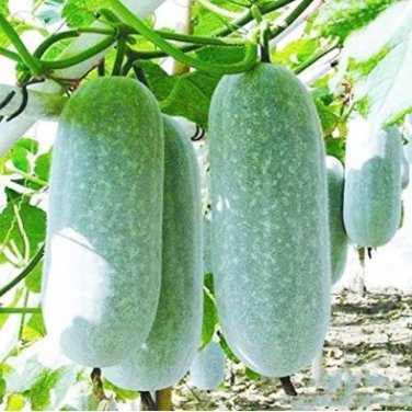 Fresh Corade Gourd Seeds Edible Hulu Vegetables 10 PCS Seeds