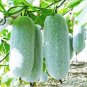 Fresh Corade Gourd Seeds Edible Hulu Vegetables 10 PCS Seeds