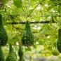Fresh Corade Gourd Seeds Edible Hulu Vegetables 10 PCS Seeds
