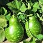 Fresh Corade Gourd Seeds Edible Hulu Vegetables 10 PCS Seeds