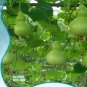 Fresh Corade Gourd Seeds Edible Hulu Vegetables 10 PCS Seeds
