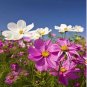 fresh Coreopsis Seeds Mix Cosmos Flowers 120 PCS Seeds