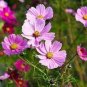 fresh Coreopsis Seeds Mix Cosmos Flowers 120 PCS Seeds