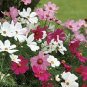 fresh Coreopsis Seeds Mix Cosmos Flowers 120 PCS Seeds