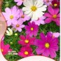 fresh Coreopsis Seeds Mix Cosmos Flowers 120 PCS Seeds
