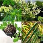 Fresh Edible Moringa Semillas 100 PCS Seeds