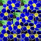 Fresh Evening Primrose Bonsai Seedlings Perennial Beautiful Europe Primula Flower 100 PCS Seeds