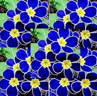 Fresh Evening Primrose Bonsai Seedlings Perennial Beautiful Europe Primula Flower 100 PCS Seeds