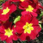 Fresh Evening Primrose Bonsai Seedlings Perennial Beautiful Europe Primula Flower 100 PCS Seeds