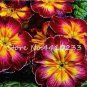 Fresh Evening Primrose Bonsai Seedlings Perennial Beautiful Europe Primula Flower 100 PCS Seeds