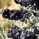 Fresh Feral Organic Black Goji Berry Herbs 20 PCS Seeds Fresh Feral Organic Black Goji Berry Herbs 20 PCS Seeds