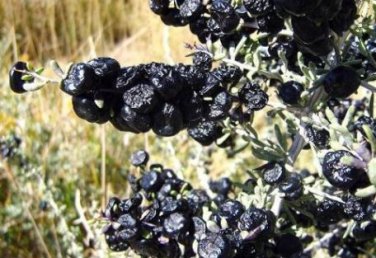 Fresh Feral Organic Black Goji Berry Herbs 20 PCS Seeds