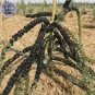 Fresh Feral Organic Black Goji Berry Herbs 20 PCS Seeds